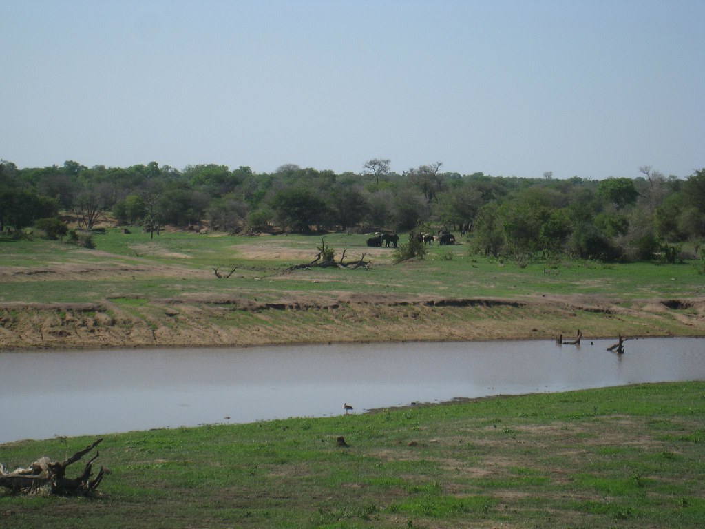A herd of elephants enjoy a swimming hole in the distance