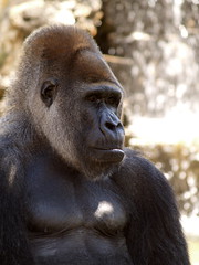 Fasano zoo: gorilla • <a style="font-size:0.8em;" href="https://www.flickr.com/photos/21727040@N00/2779032869/" target="_blank">View on Flickr</a>