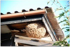 Hornet's nest スズメバチの巣
