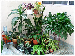 Container plants in the quarter-circle pebbled area