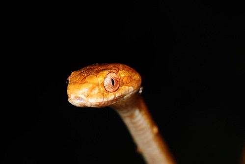DSC_4001　Taiwan tree snake / 大頭蛇