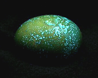 egg9