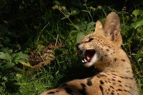 Serval (Leptailurus serval)