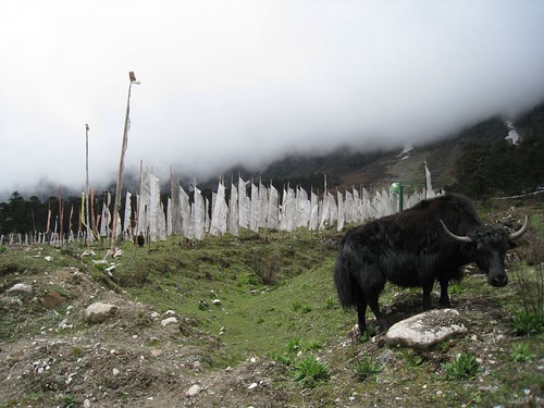 A yak grazes by a field of white prayer flags