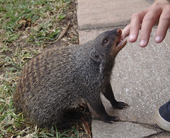 A mongoose called Trixie