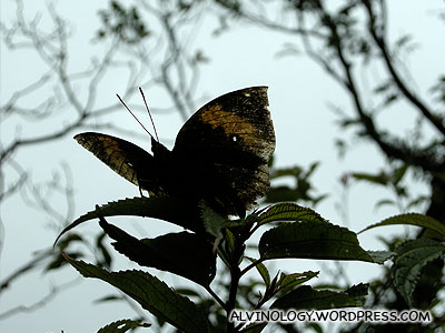Yangmingshan National Park (陽明山國家公園) - Alvinology