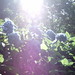 紫陽花の名所〜鎌倉明月院（2010.06.23）