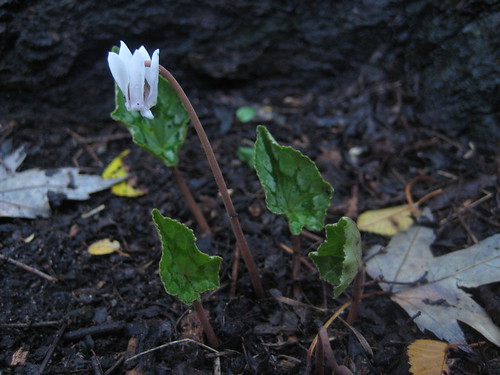 Photo: Cyclamen hederifolium 'Album'