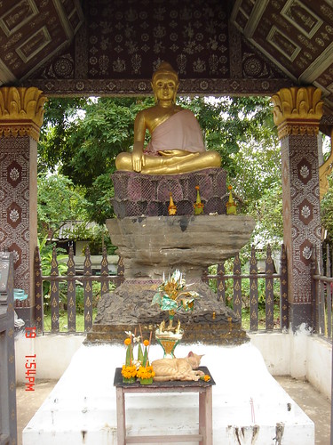 Buddha offerings with cat