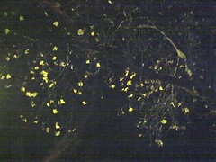 yellow leaves in a dark sky