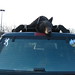 Bear on Truck