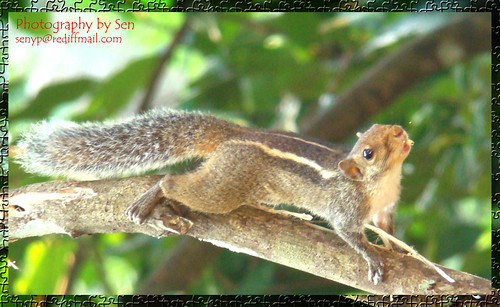 Annan/Squirrel - a photo on Flickriver