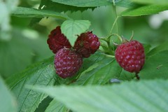 raspberries 2