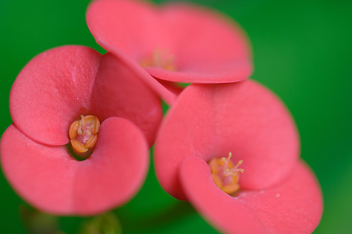Euphorbia Milii, shot with the Nikon D300 + Sigma 150mm f/2.8 macro lens