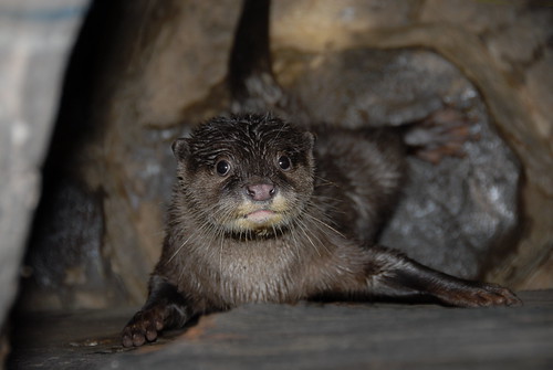 Asian Small-clawed Otter (Aonyx cinerea)