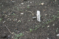dill seedlings