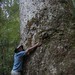 Großer Kauri Tree