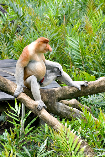 Proboscis Monkey Showing his Package