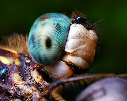 Dragonfly Head