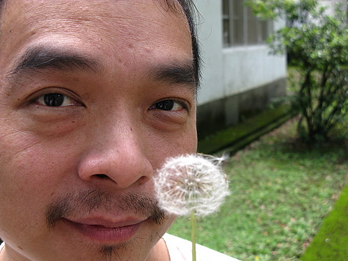 2010石門的蒲公英