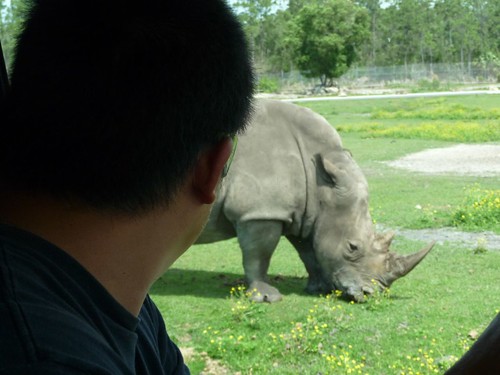there is a rhino outside.