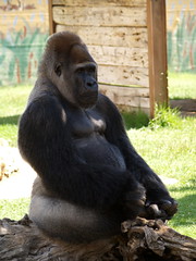 Fasano zoo: gorilla • <a style="font-size:0.8em;" href="https://www.flickr.com/photos/21727040@N00/2778988825/" target="_blank">View on Flickr</a>