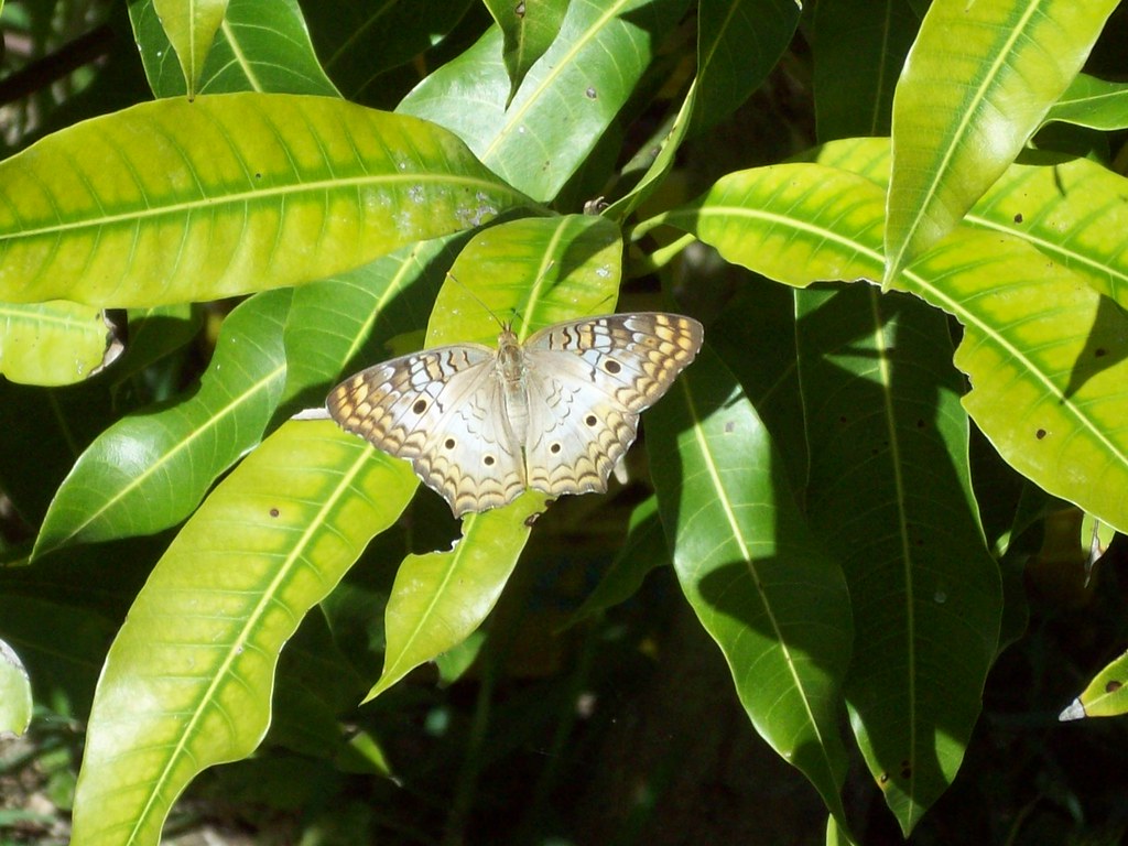 I likE plants!: South Florida Butterflies