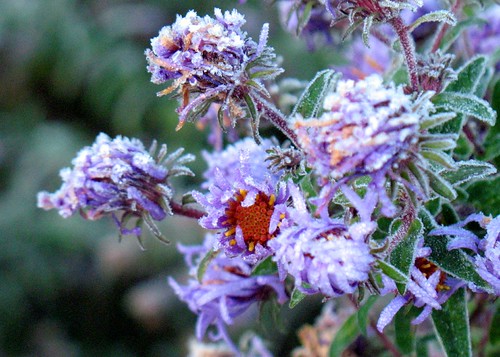 Frosted asters
