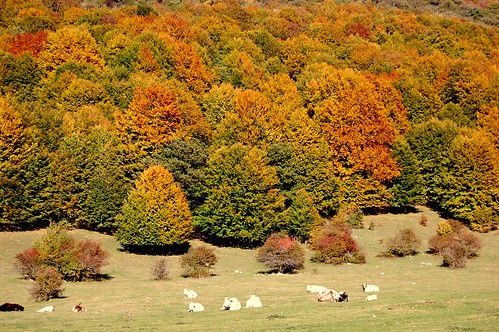 Abruzzo National Park in Autumn