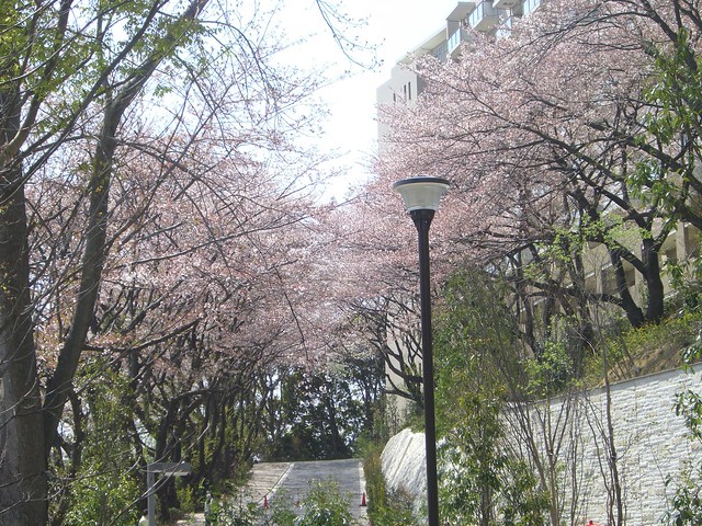 週末にお花見会に行ってきました。桜のトン...
