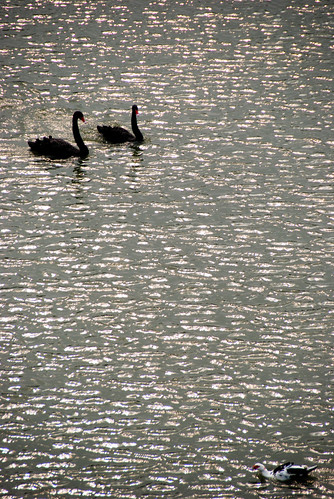 黑天鵝在寧靜湖上悠遊