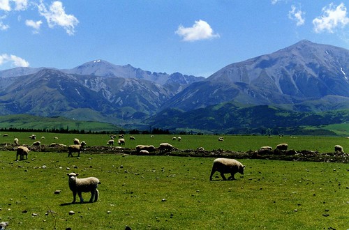 New Zealand Sheep Country