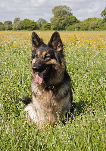 german shepherd in a field