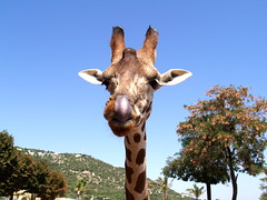 Fasano zoo: giraffa • <a style="font-size:0.8em;" href="https://www.flickr.com/photos/21727040@N00/2779775878/" target="_blank">View on Flickr</a>