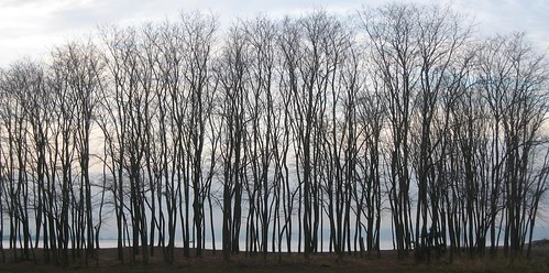 Trees, standing together