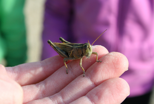 fall grasshopper