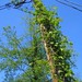 Overgrown telephone pole