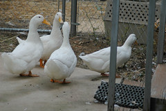 New Pekins at the rescue