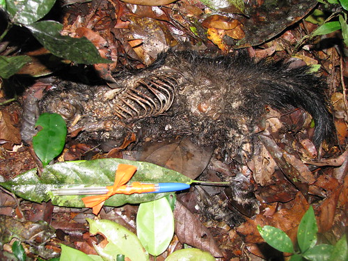 dead squirrel rotting on forest floor