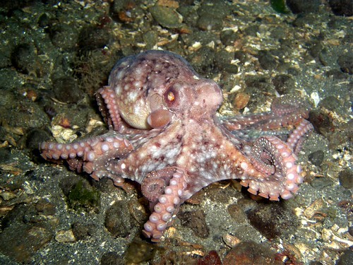 Is it a Red or a GPO? - Northwest Dive Club