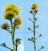 Agave desmettiana (Smooth Agave, Dwarf Century Plant, Smooth Century Plant)
