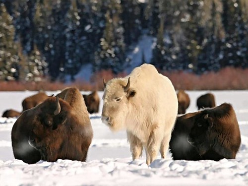 Animales en la nieve en Canada