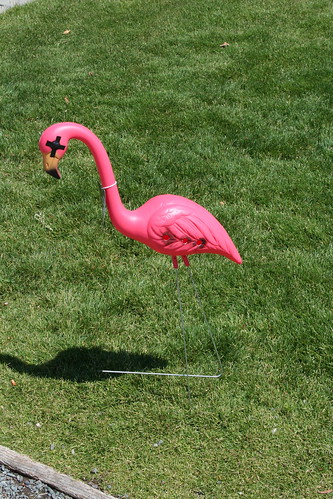 Dead pink flamingos