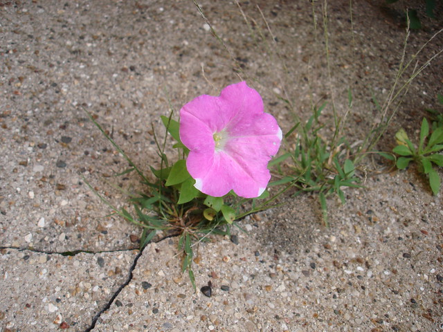 Flower in a sidewalk crack