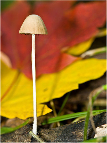 Forest Mushroom with fall colours (0Y4O2185)