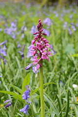 Early Purple Orchid with bluebells in the background