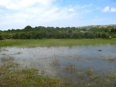 Réserve des Tre Paduli : 1er étang