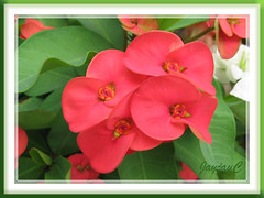 Euphorbia milii (Crown of Thorns) in our garden. Click to view large