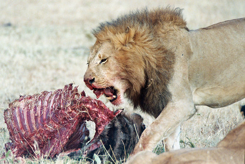 lion eating buffalo ribs