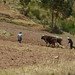 Plowing in preparation for planting, south of Cuzco